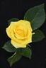 Bob Martin rose photo