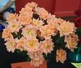 Cider Cup rose photo