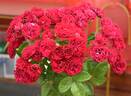 Chevy Chase rose photo