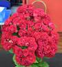 Chevy Chase rose photo