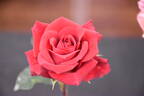 Chessie's Favorite rose photo