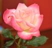Vernon's Laugh ™ rose photo
