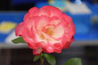 Hannah Gordon rose photo