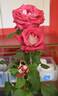 Anis Perfumella rose photo