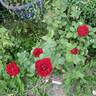 Black Lady ® rose photo