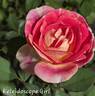 Kaleidoscope Girl rose photo