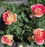 Kaleidoscope Girl rose photo