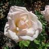 Pink Promise rose photo