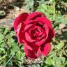 Mirandy rose photo