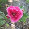 Friends Forever rose photo