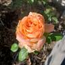 Yankee Doodle ® rose photo