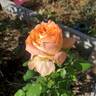 Yankee Doodle ® rose photo