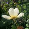 Golden Wings rose photo