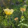 Golden Wings rose photo