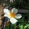 Golden Wings rose photo