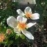 Golden Wings rose photo