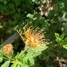 Golden Wings rose photo