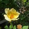 Golden Wings rose photo