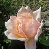 Medallion ® rose photo