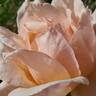 Medallion ® rose photo