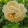 Juliette Greco ® rose photo
