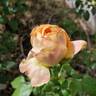 Yankee Doodle ® rose photo