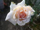 Gräfin Elke zu Rantzau rose photo