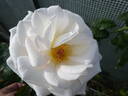Gräfin Elke zu Rantzau rose photo