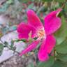 Rodin ® rose photo