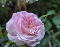 The Faun rose photo