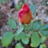 Jardin d'Entêoulet ® rose photo