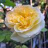 Henri Delbard rose photo