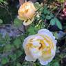 Vanessa Bell rose photo