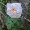 Sabrina rose photo