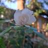 Aspirin ® Rose rose photo