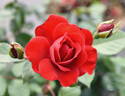 Como Park rose photo