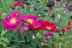 André Krigar rose photo