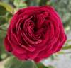 A 041 rose photo