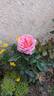 MEIffable rose photo