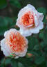 Versigny ® rose photo