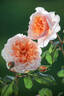 Versigny ® rose photo