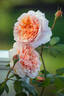 Versigny ® rose photo