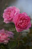 Orchid Romance rose photo