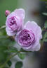 Rainy Blue rose photo