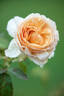 Tropicana rose photo