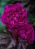 Odysseia rose photo