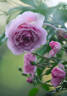 Annie Laurie McDowell rose photo