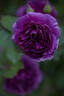 Minerva rose photo