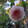 Catherine Meurisse rose photo