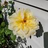 New Day rose photo